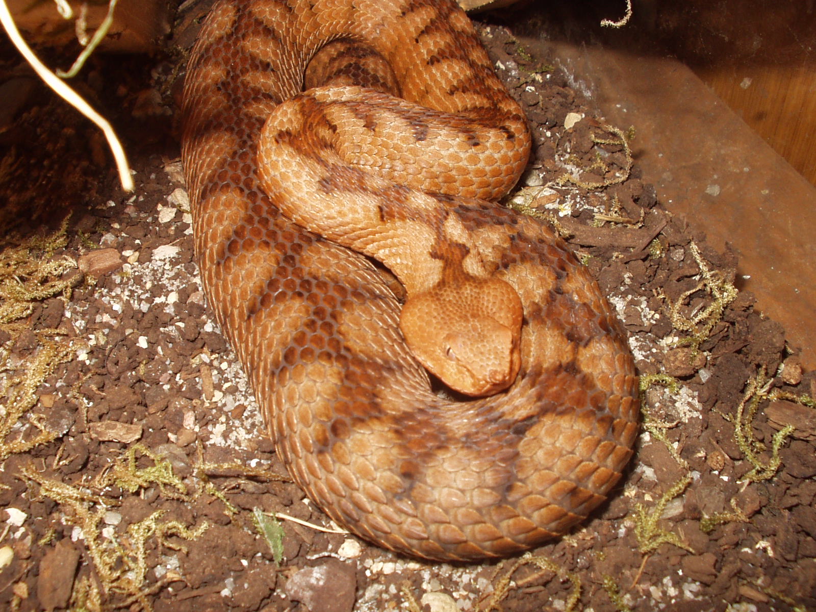 Vipera a.ammodytes-3.JPG [422 Kb]